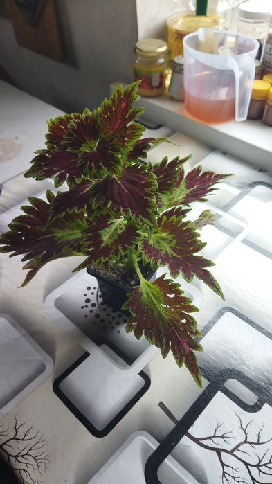 Продам  цветы недорого