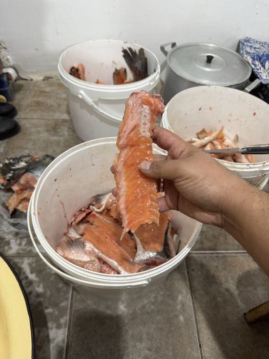 Семга - голова, брюшки, хребты, обрезки филе