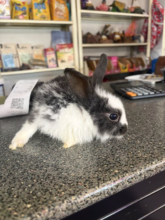 Продаются декоративные крольчата