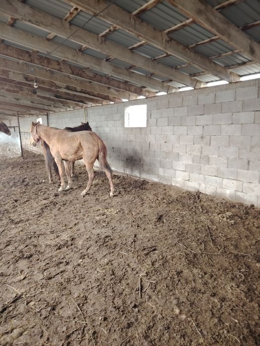 Кобыла бие байтал лошади