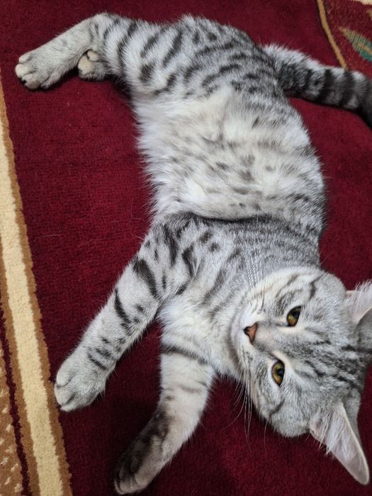 Прямоухии шотлан код.Вязка