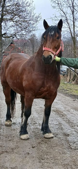 De vanzare iapa de 6 ani