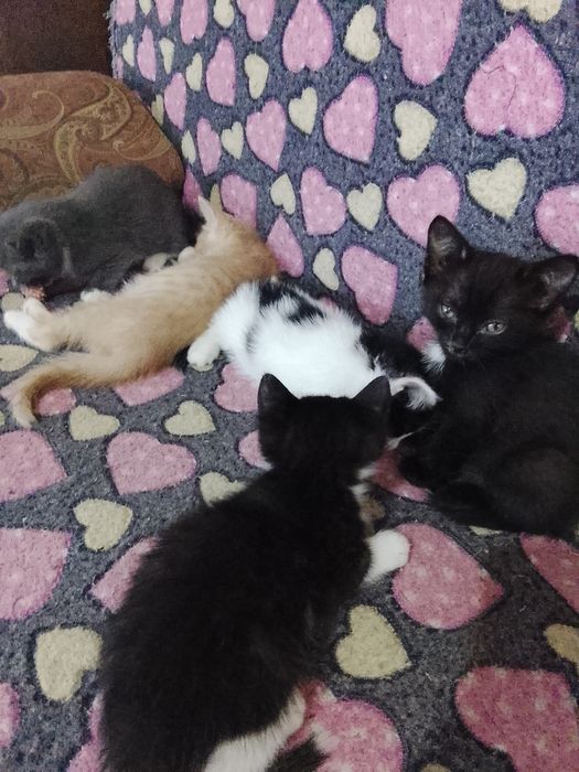Отдам ушастых котят
