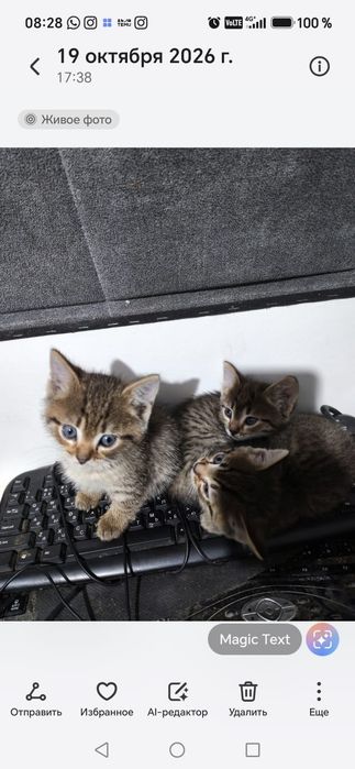 Отдам котят даром