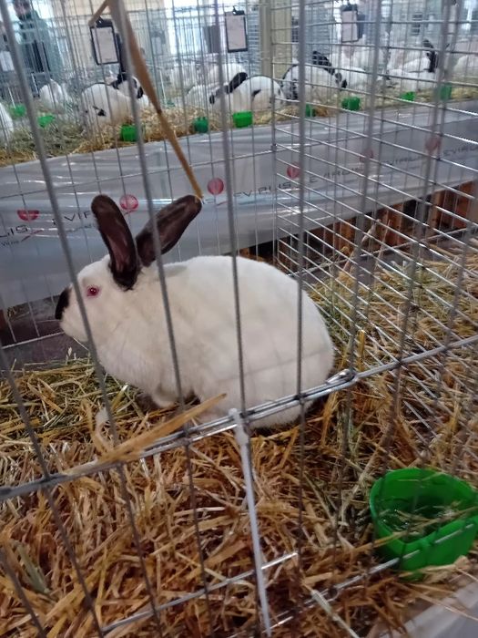 Uriaș de Transilvania