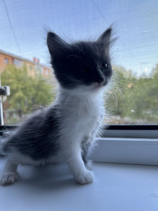 Котятки ищут маму или папу