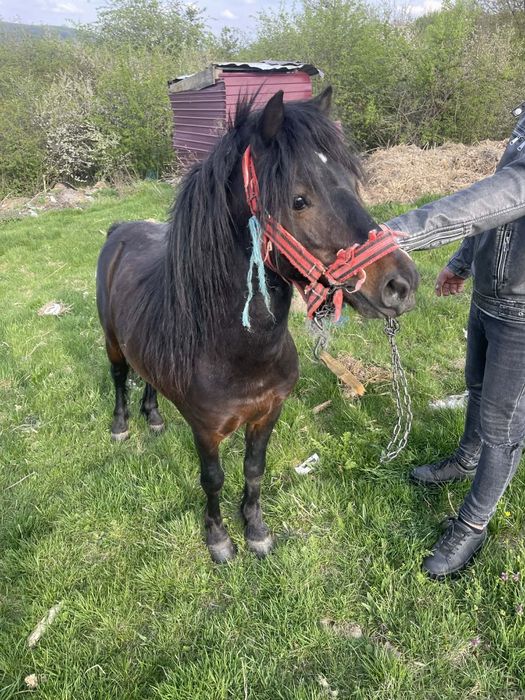 Vînd sau schimb armasar de monta