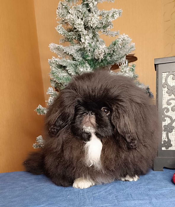 Продам пекинеса мальчика