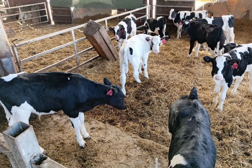 Телята бычки симентал көтерме сауда