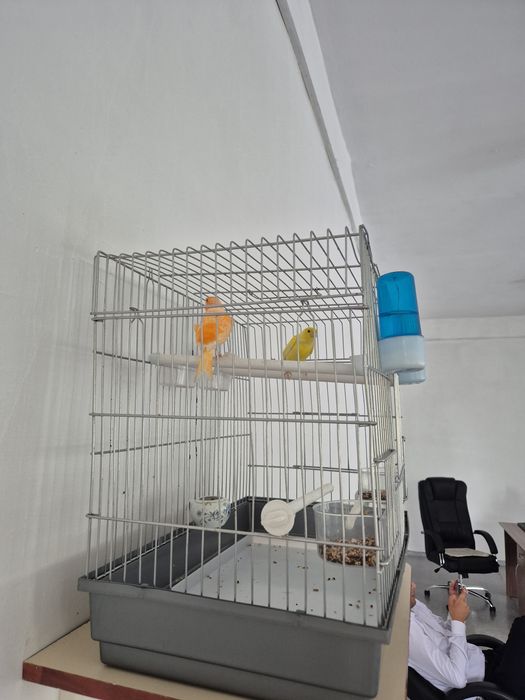 Канарейки самцы 2 штуки