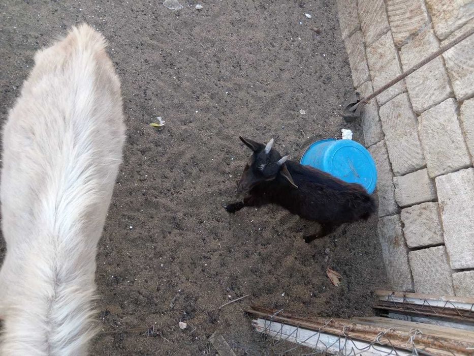 Екі ешкі лағымен сатылады