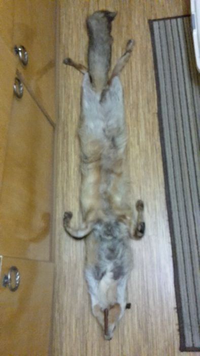 Яка от лисица