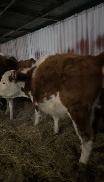 Тёлки 5 голов стельные