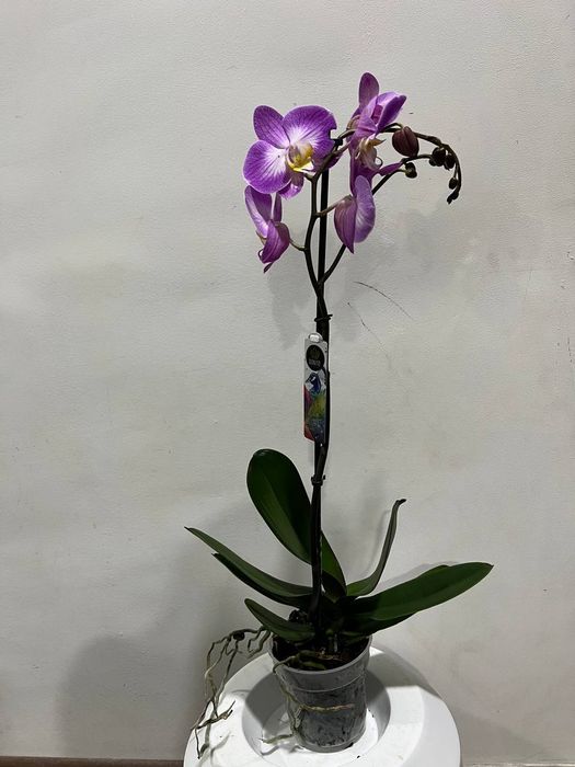 Орхидея из Голландии