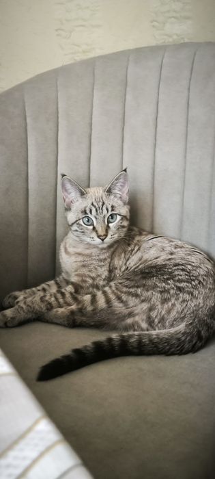 Кошечка в добрые руки