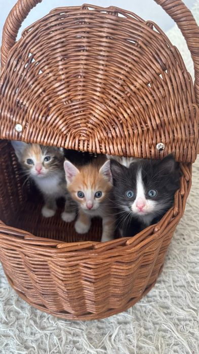 Котята и кошечки