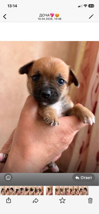 Продам щенят чихуахуа