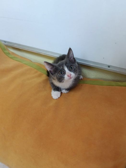 Очаровательные котята!