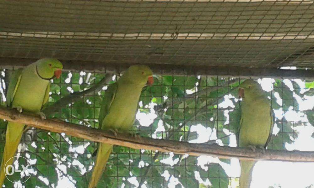 Попугаи ожереловые