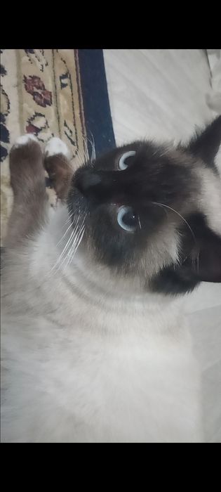 Сиамская кошка продоется