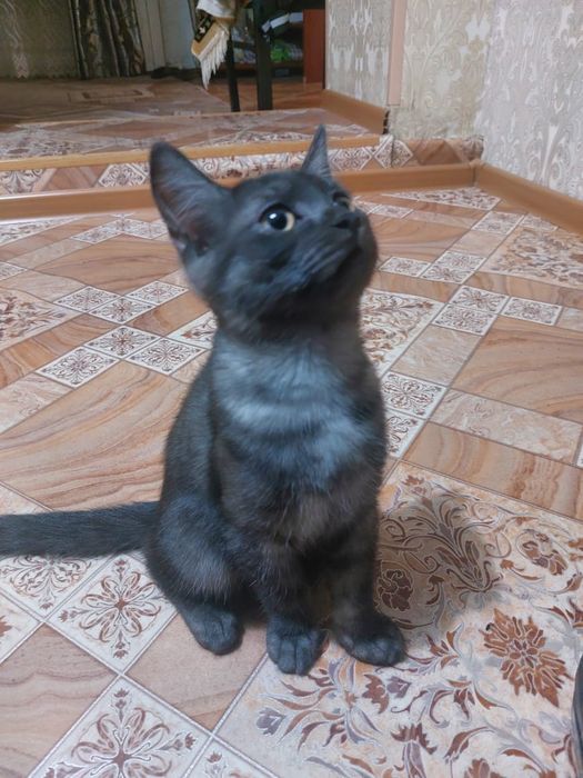 Отдам котёнка в добрые руки