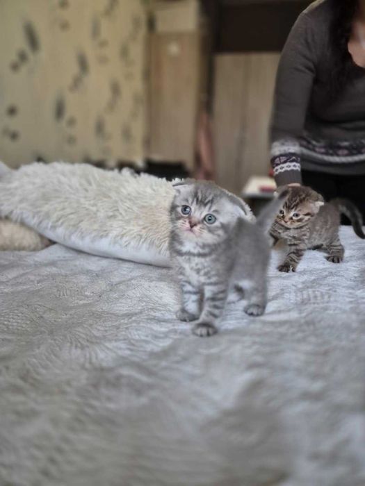 Британски късокосмести котета