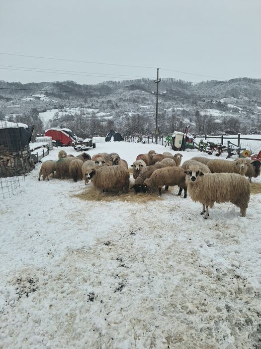 Oi de vânzare , tinere .