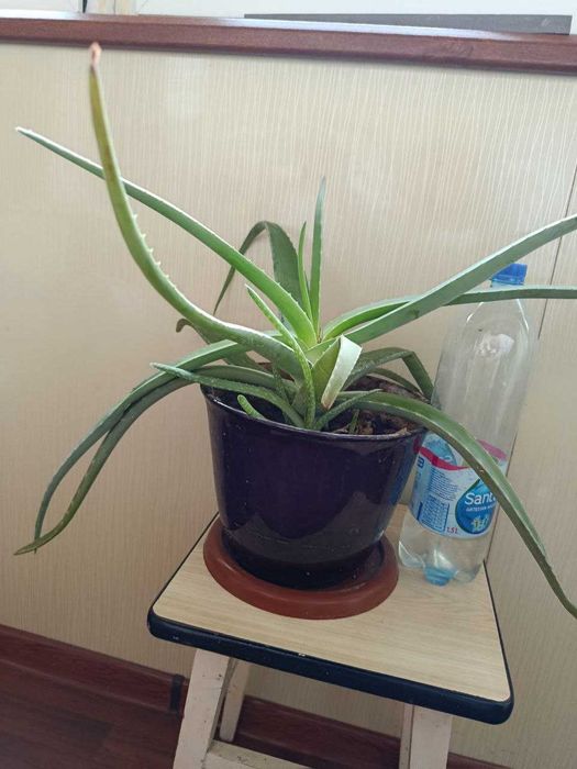 лечебное растение алоэ