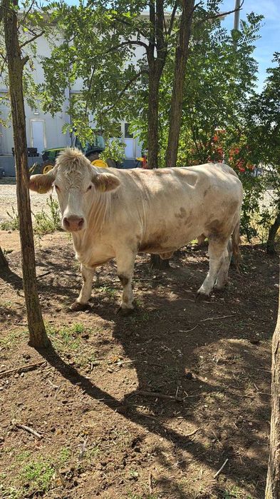 Tăuri Charolaise cu certificat genetic Franța – DUNEFARM