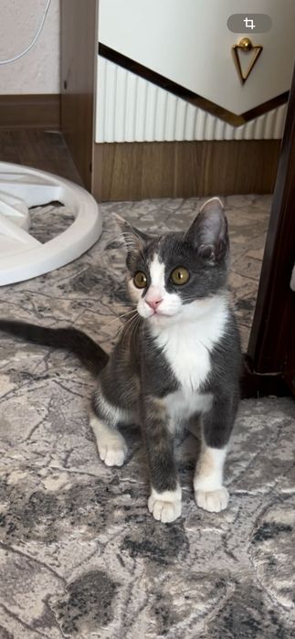 Котенок в добрые руки