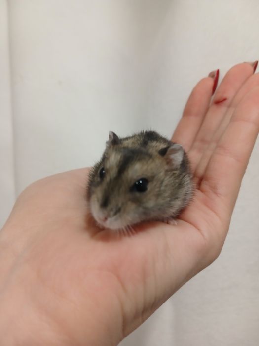 Продам хомячков .