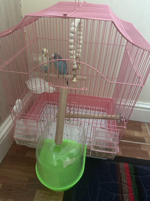 Продам 2 попугая с клеткой