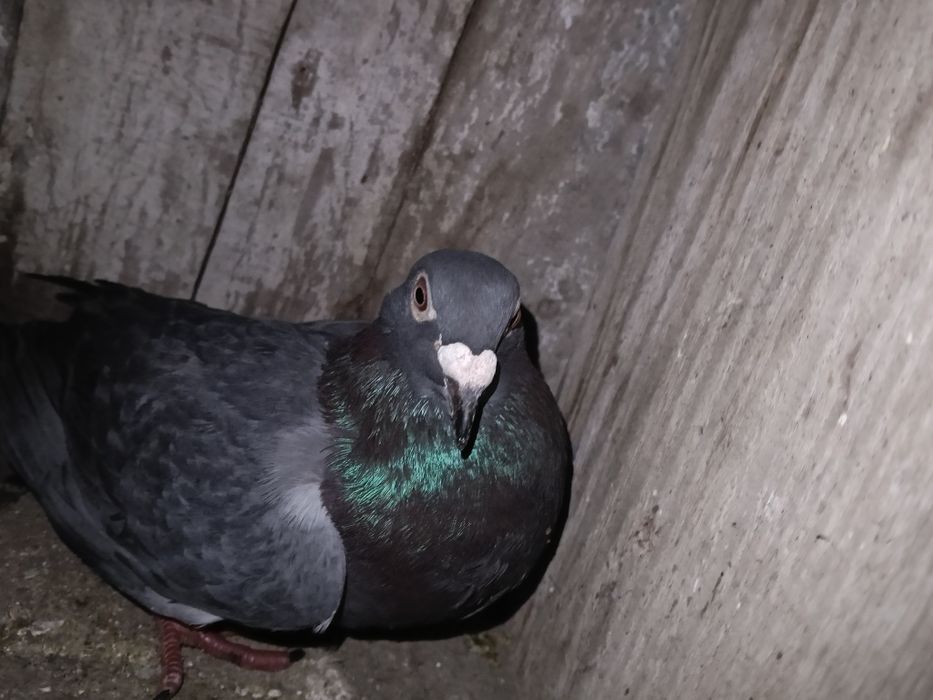 Vând porumbei voiajori