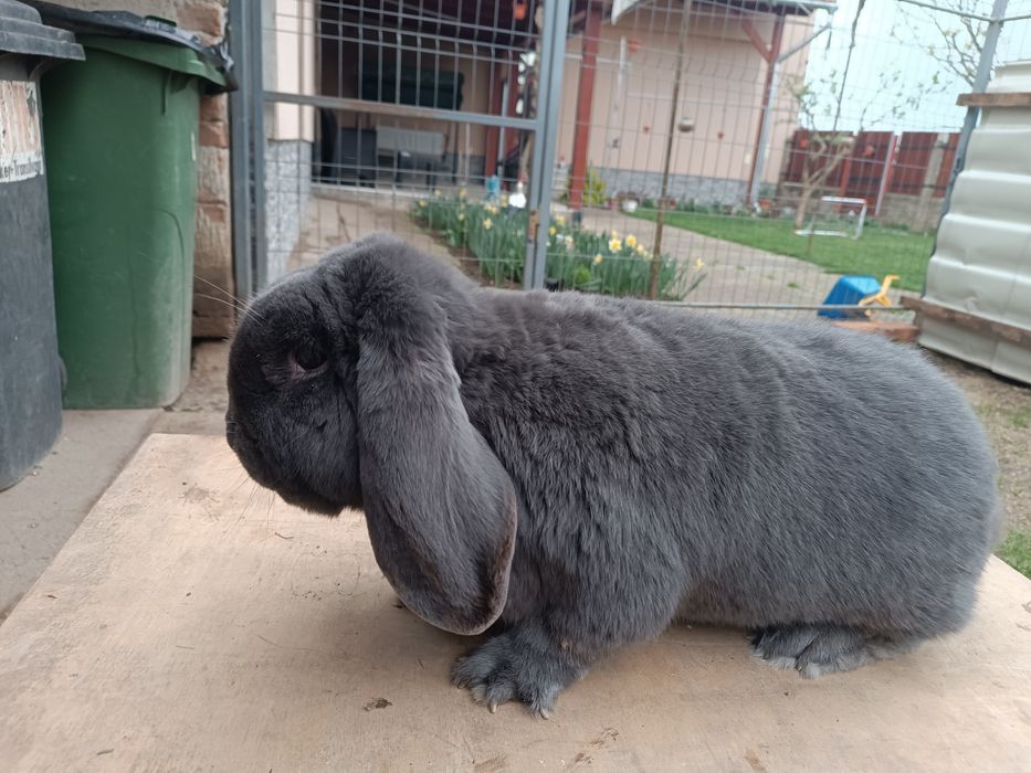 Iepure mascul Berbec german