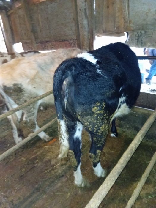 Продаётся  мясной