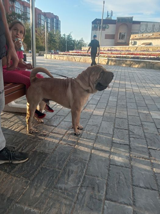 Шарпей кобель для вязки 2 года.