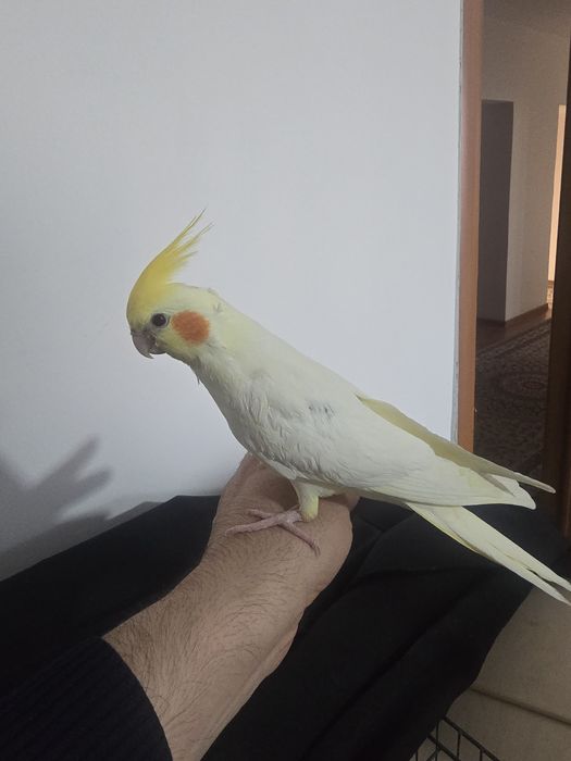 Кореллы птенцы молодые