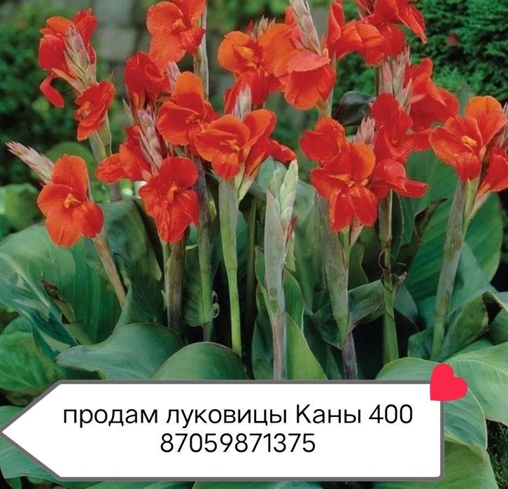 продам луковицы каны