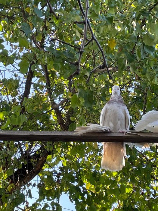 Голуби с лохмами