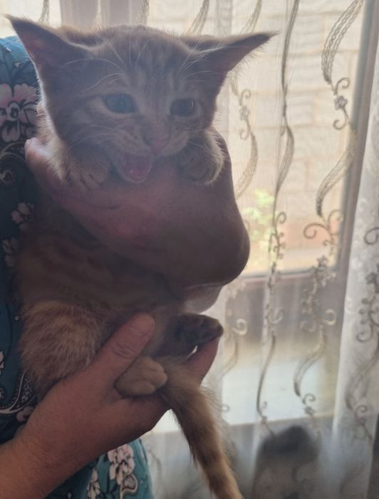 Бесплатно котёнка