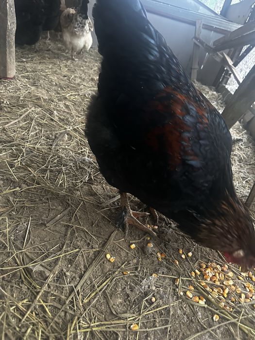 Петушки красивые, кучинские