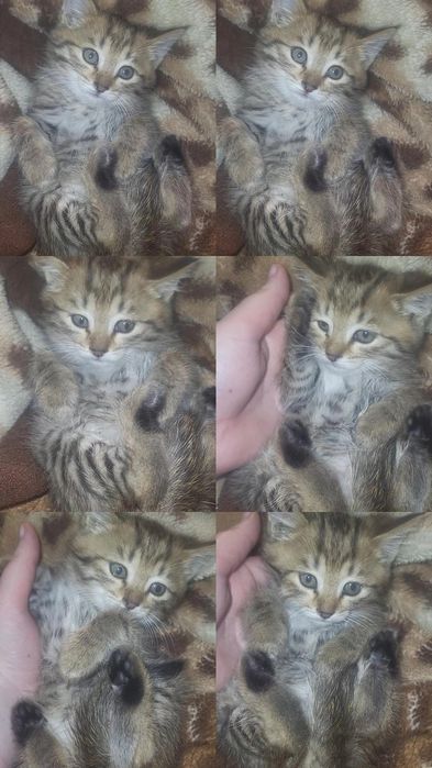 Бесплатно отдам в добрые руки котенка