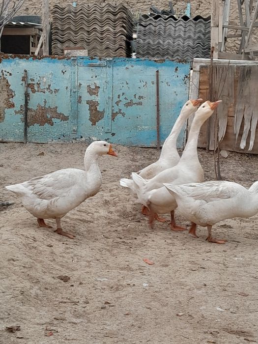 Каз (Гусь) еркек