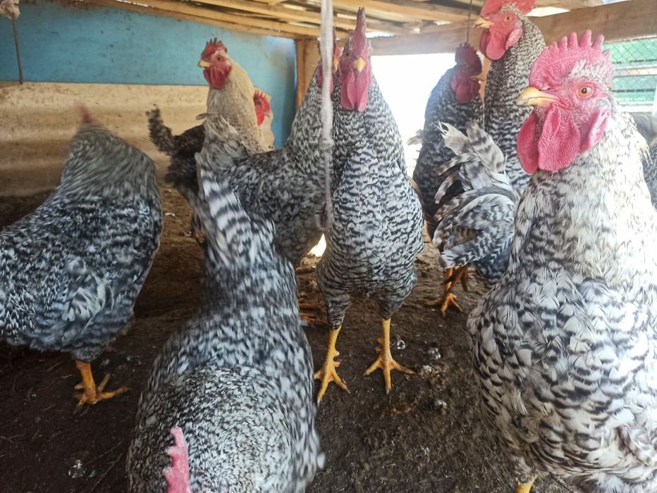 Петухи Амроксы  .