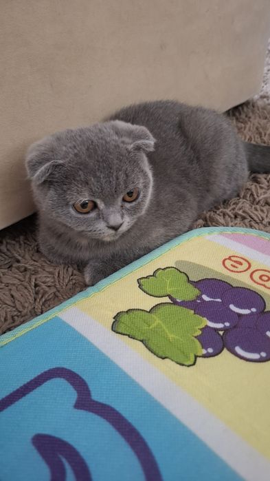 Предлагам прекрасни Scottish Fold (Шотландска клепоуха) котенца