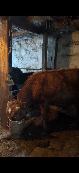 Продаю бычков Караганда