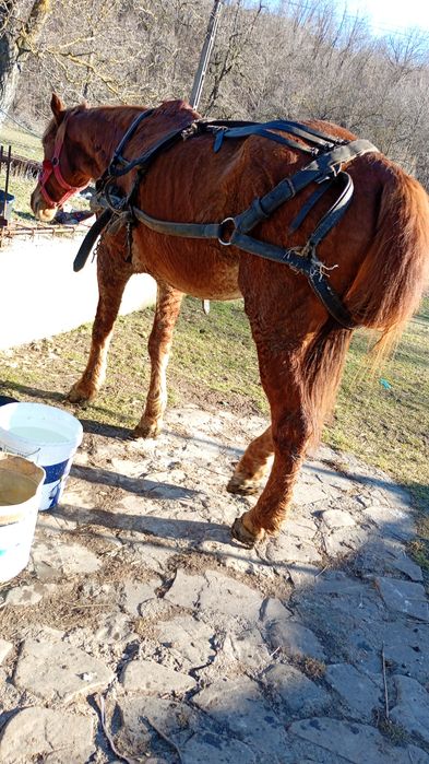 Vând cal trăpas în vârstă de 9 ani