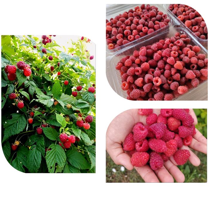 Vând zmeura și mure bio