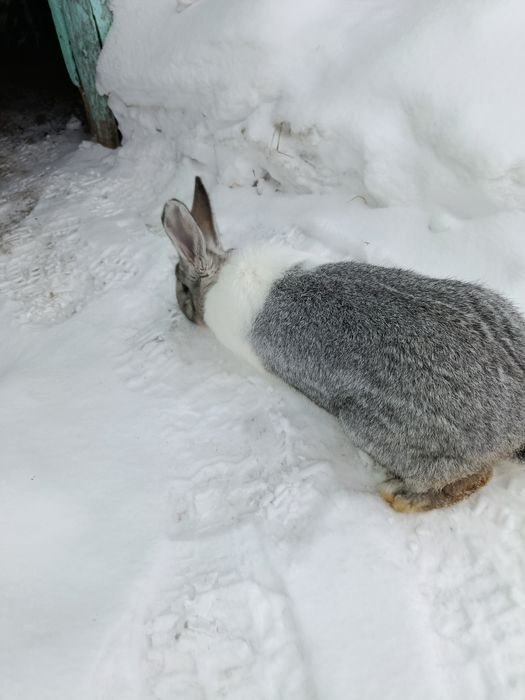 Продам кролих около года возраст