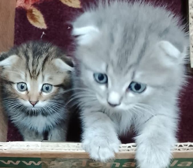 Вислоухие котята мальчики и девочка